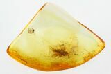 Detailed Fossil Parasitoid Wasp (Scelionidae) in Baltic Amber #315314-1